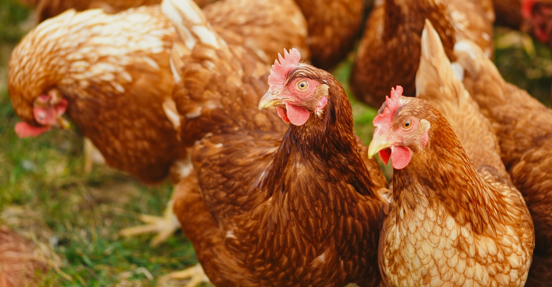 Majang Poultry